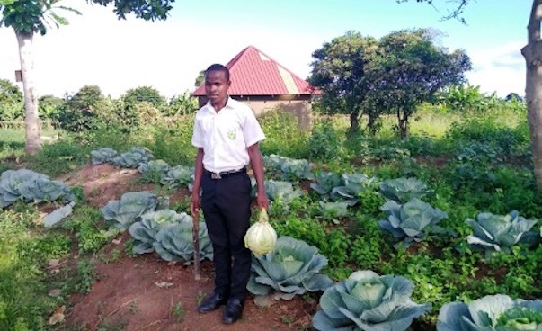 A young man is standing in a field with large lettuce plants